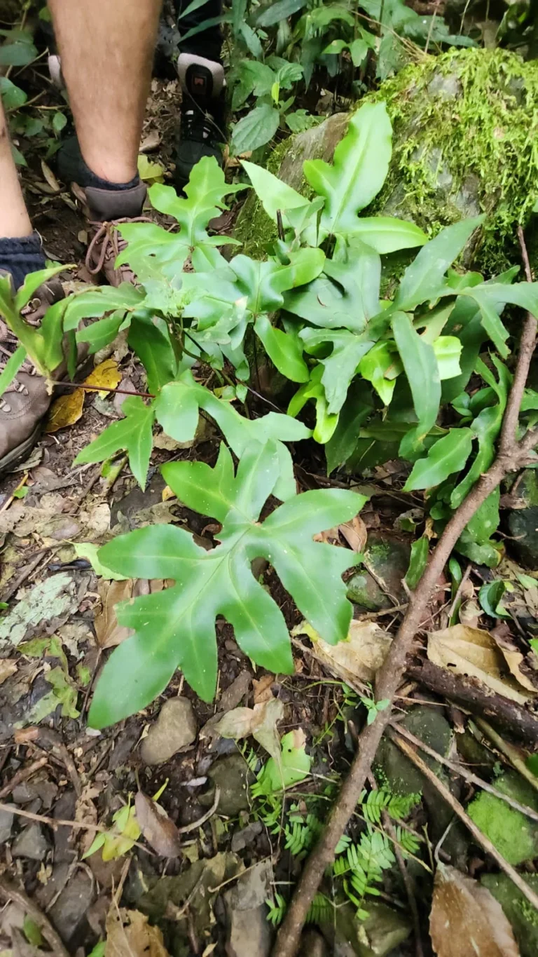 Doryopterys majestosa