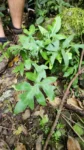 Doryopterys majestosa