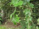 Rio do Sul, IFC (3)
