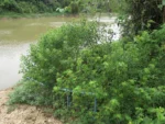 Rio do Sul, Hary Hobus (377)