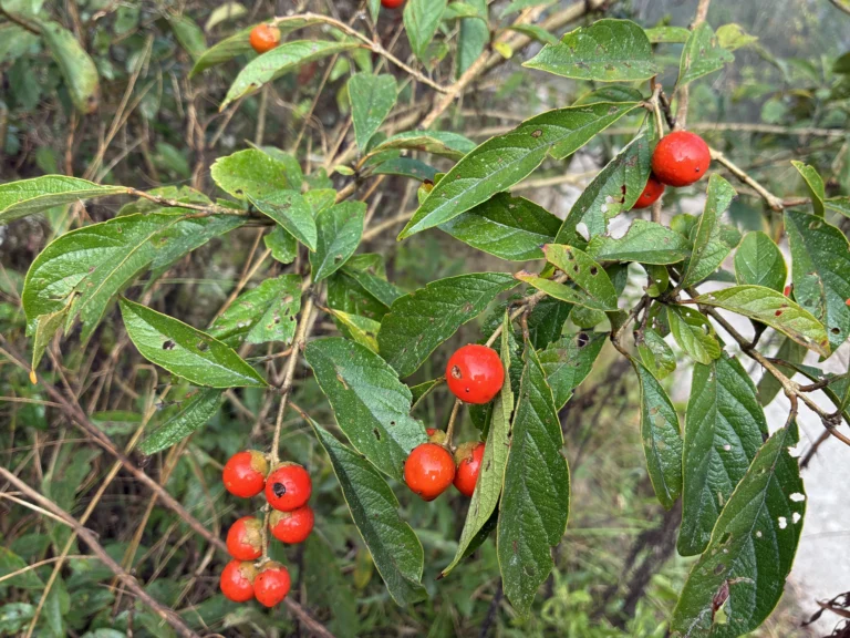 IMG_5730