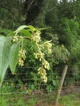 Rio do Sul, Fazenda na divisa com Ibirama (668)