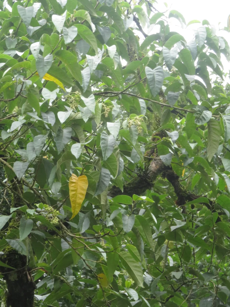 Rio do Sul, Fazenda na divisa com Ibirama (670)