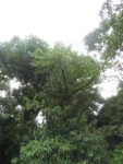 Rio do Sul, Fazenda na divisa com Ibirama (671)