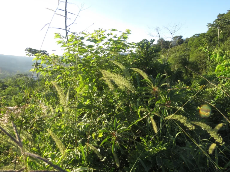 Rio do Sul, Estrada do Morro do Funil (444)