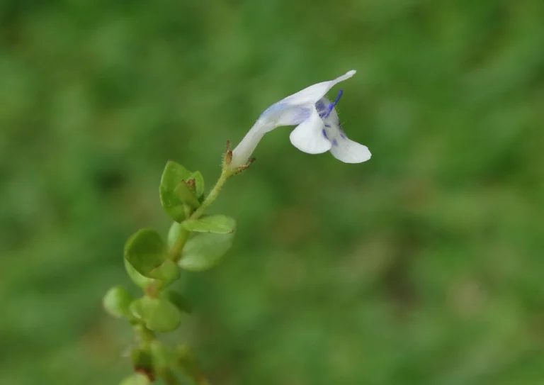 DSC00012_1