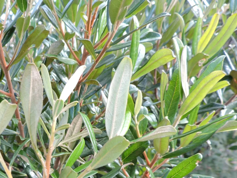 DSCN3556