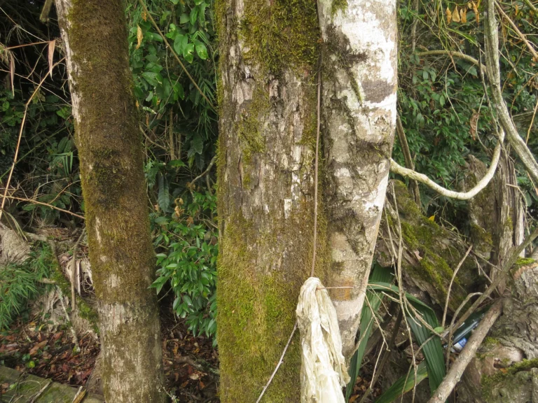 Rio do Sul, área da arrozeira (350)