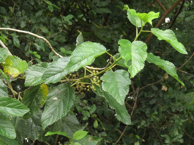 Rio do Sul, área da arrozeira (215)