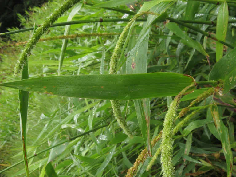 Rio do Sul, área da arrozeira (108)