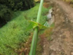 Rio do Sul, área da arrozeira (110)