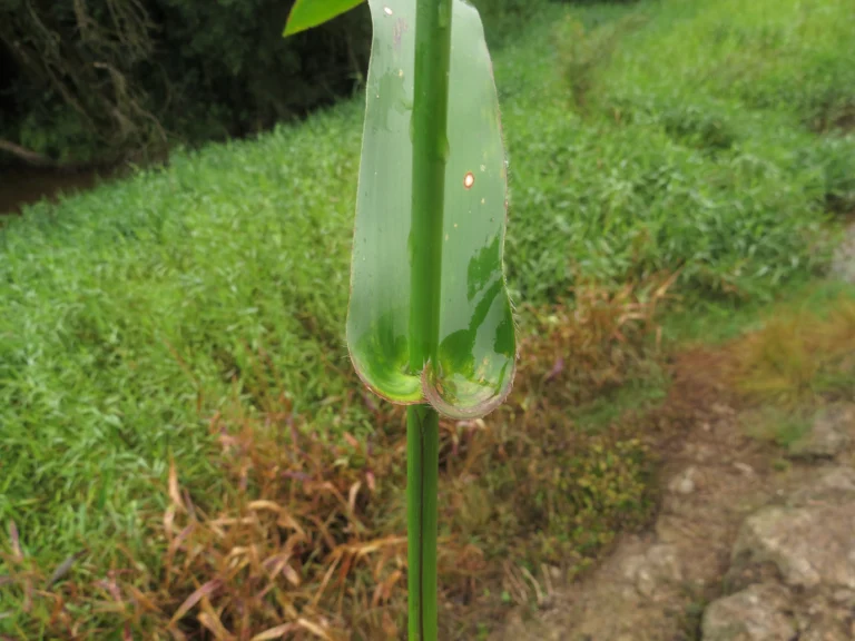 Rio do Sul, área da arrozeira (111)