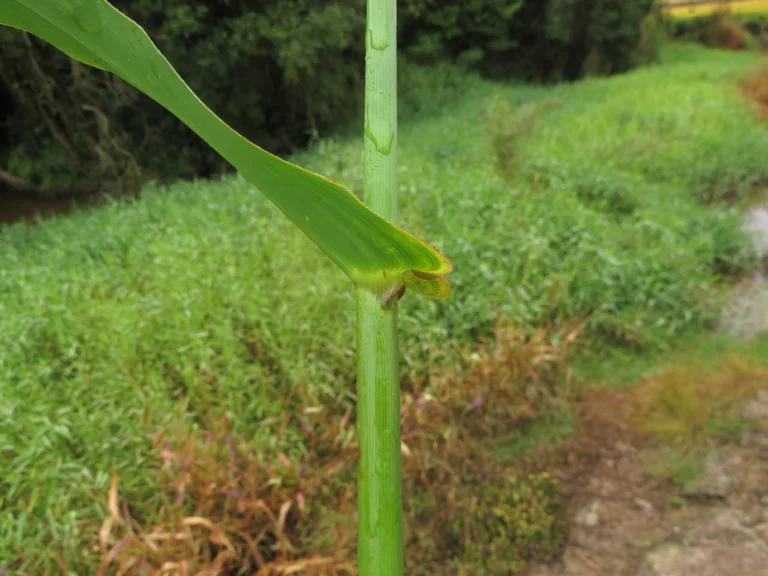 Rio do Sul, área da arrozeira (112)
