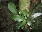 DSCN3603