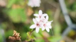 Stevia claussenii (4)