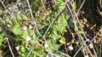 Stevia claussenii (1)