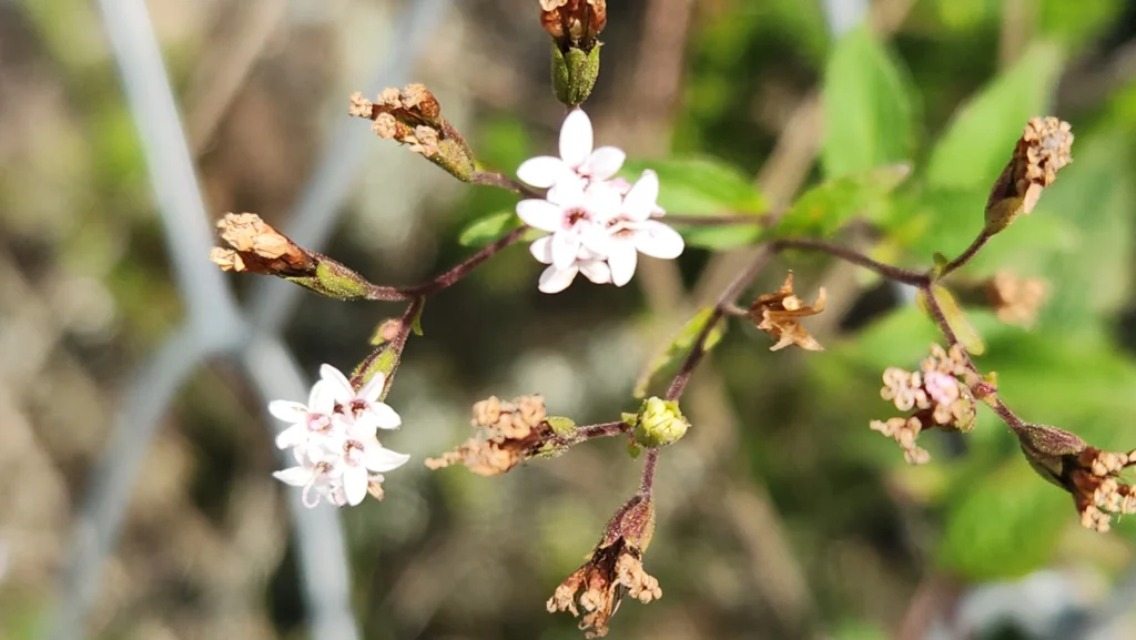 Stevia claussenii (2)