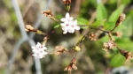 Stevia claussenii (2)