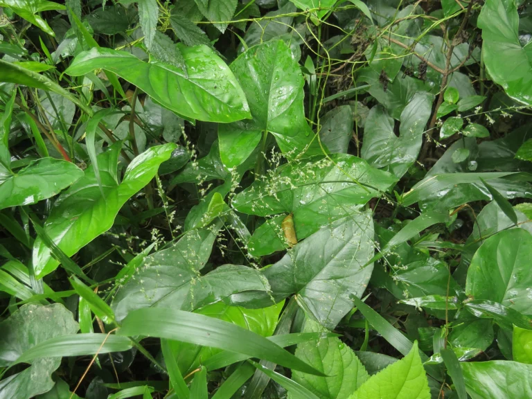 Rio do Sul, área da arrozeira (278)