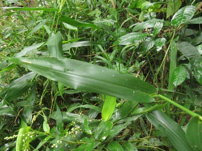 Rio do Sul, área da arrozeira (305)
