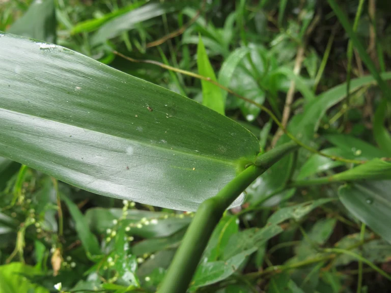 Rio do Sul, área da arrozeira (306)