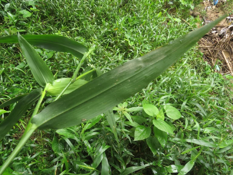 Rio do Sul, área da arrozeira (307)