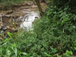 Rio do Sul, área da arrozeira (299)