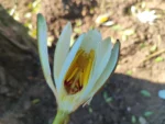 IMG_20260520_150017